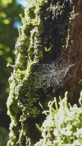 close-up of mossy tree trunk with spiderweb