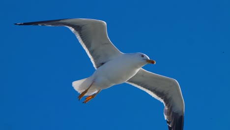 low angle view of seagull flying looking for food against blue background clearsky, day