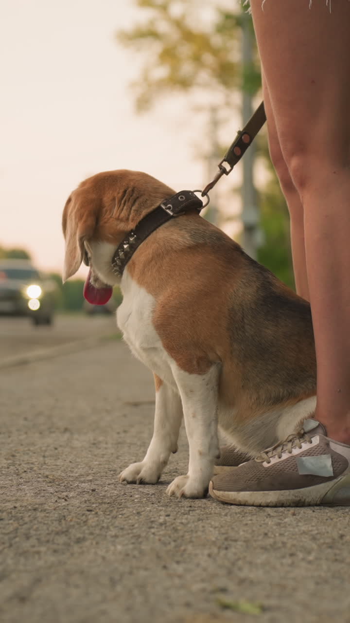Dog sitting comfortably between owner's legs outdoors, looking at the passing cars while on leash, with blurred background featuring passing car, bus stop shelter, and green trees
