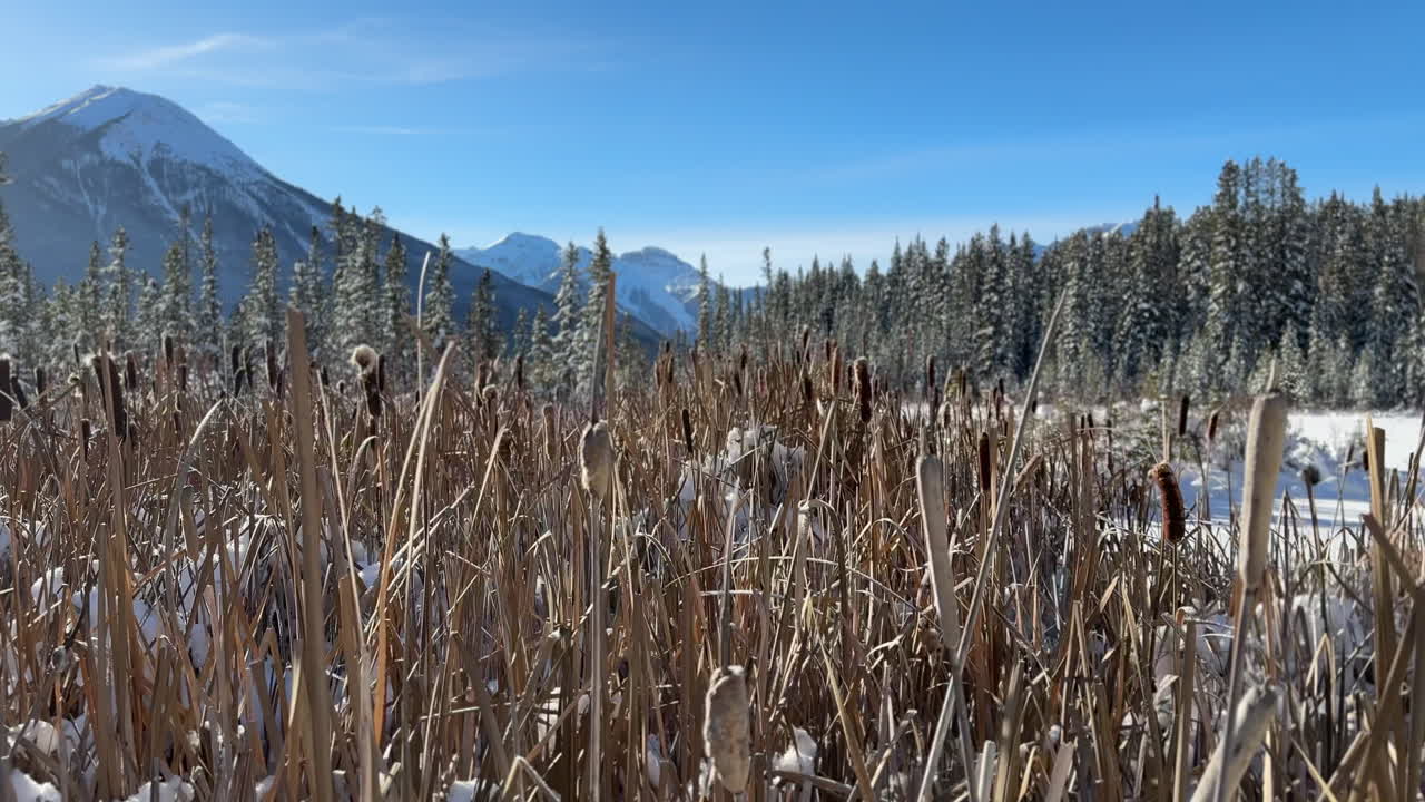 Rising shot of bull rushes in the mountains.