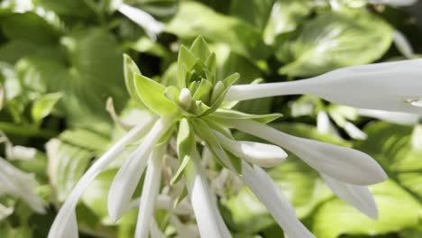 close up clip of pretty white flower with big leaves in background