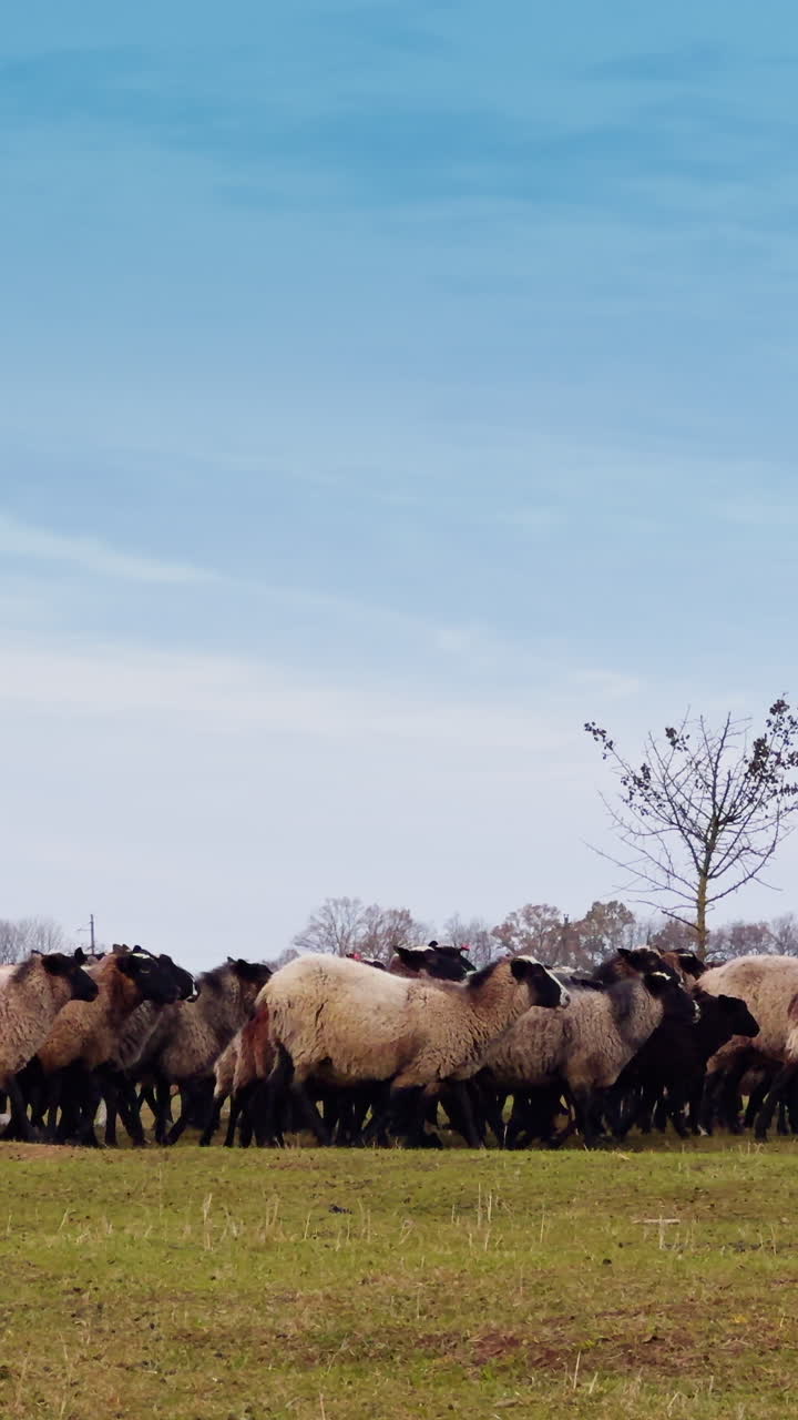 A flock of fluffy sheep gathered around the little bare tree in the meadow. Small cattle grazing in the field in autumn. Vertical video