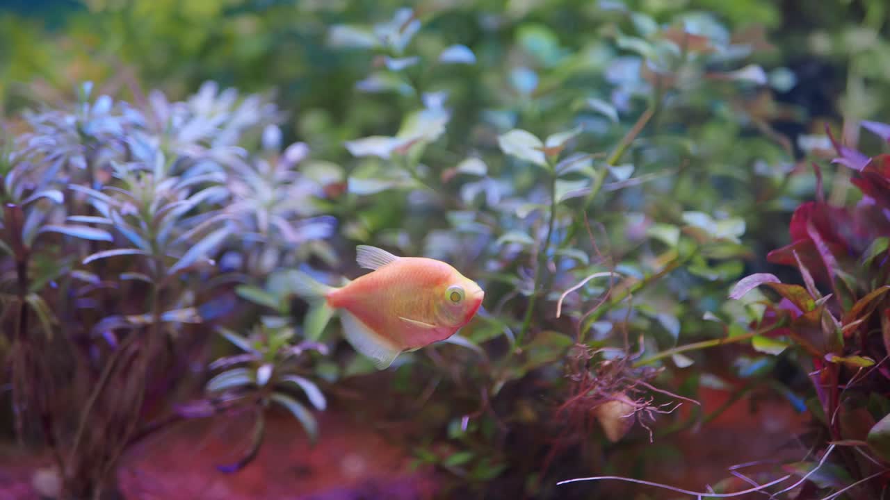 Pequeno Peixe Laranja Nadando Entre Plantas Aquáticas em Aquário