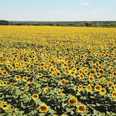 scenic sunflower field. aerial view.