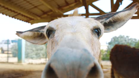 head of a cute donkey in front of the camera in bonaire