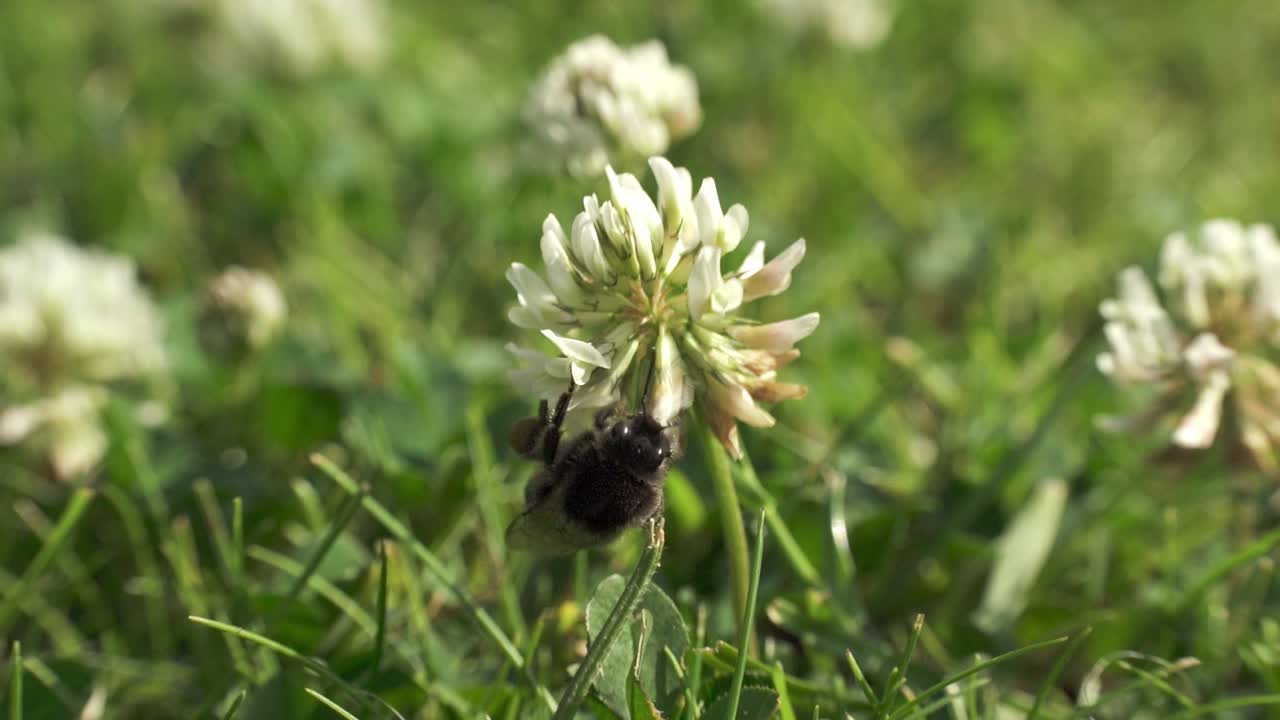 Sakte film av en bie som flyr rundt blomster, som viser detaljert bevegelse og naturlig atferd