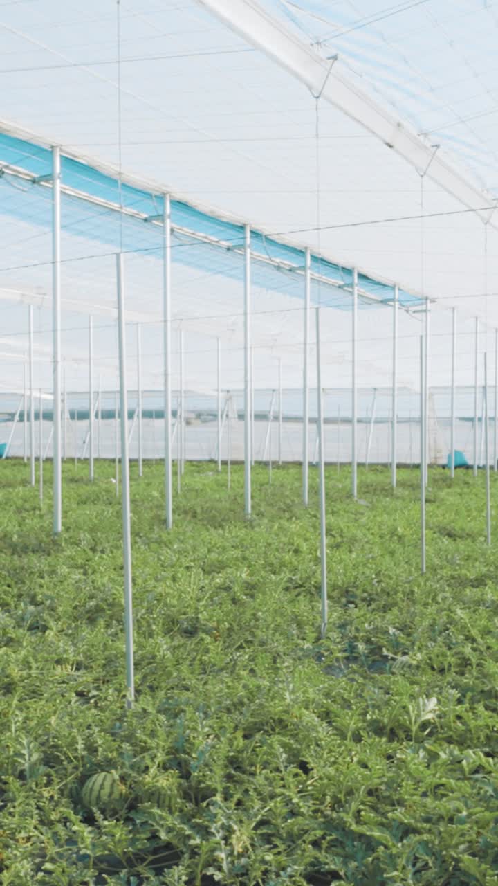 Watermelon plantation growing inside greenhouse