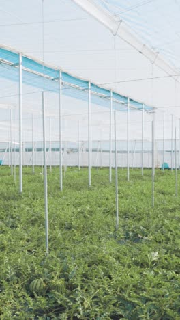 watermelon plantation growing inside greenhouse