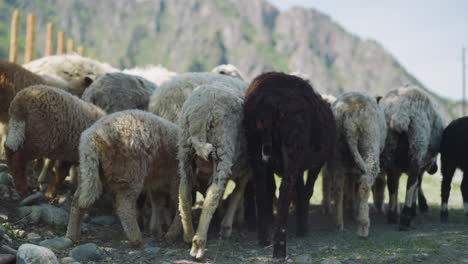 young sheep and lambs walk along shady field on summer day