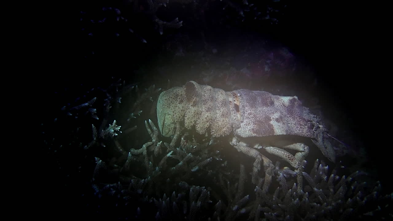 Slipper lobster climbs over coral on a reef at night.