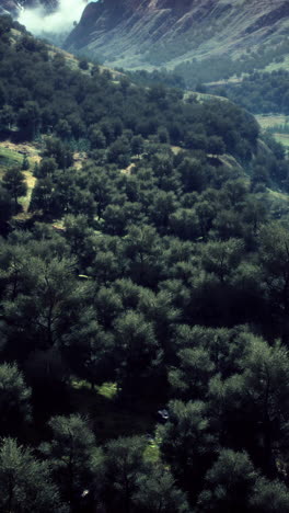 a lush green forest on a mountainside