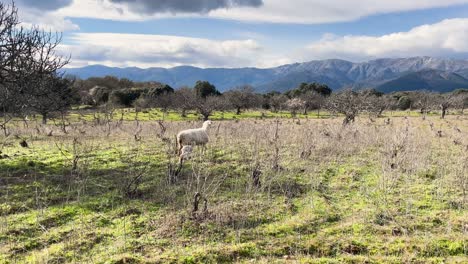 Vemos-Una-Oveja-Con-Su-Cría-Recién-Nacida-Enseñándole-A-Dar-Sus-Primeros-Pasos,-Están-En-Un-Hermoso-Entorno-Natural-Y-Al-Fondo-Un-Sistema-De-Montañas-Y-Un-Cielo-Con-Nubes-En-Avila-España