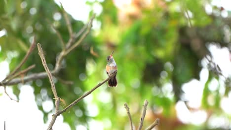 Colibrí-Escaleras-Hacia-Ti