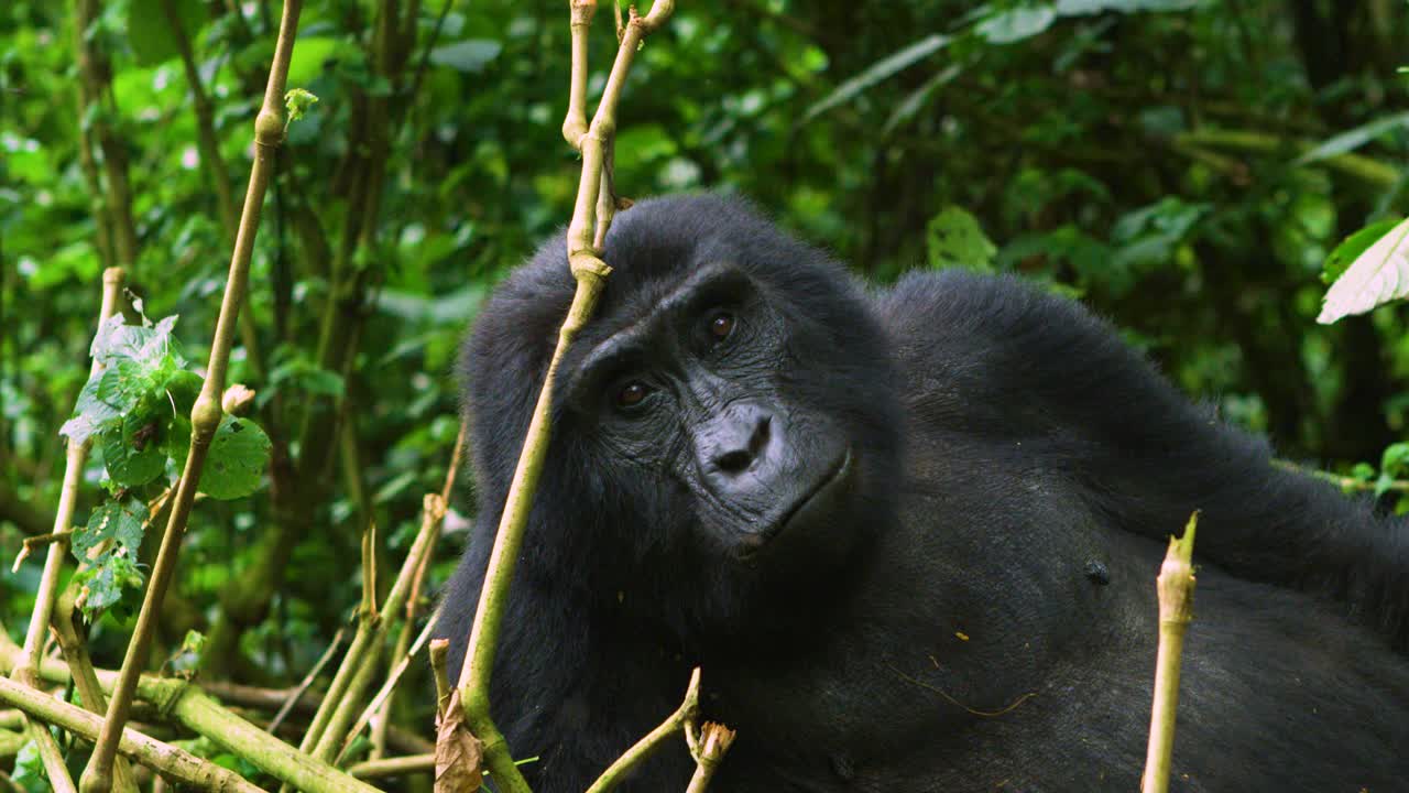 gorila hembra comiendo y relajándose en la selva tropical salvaje en ruanda