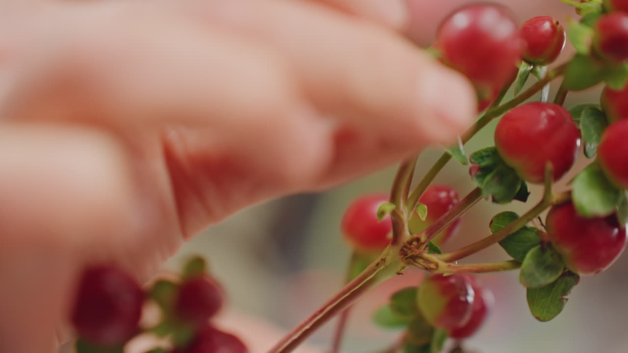 Hände pflücken rote Beeren, ein Florist bereitet einen Strauß vor. Zarte Hypericum-Dolden werden zwischen den Fingern gehalten. Warmes, weiches Licht, geringe Schärfentiefe, taktile Anordnung auf einer hölzernen Werkbank.