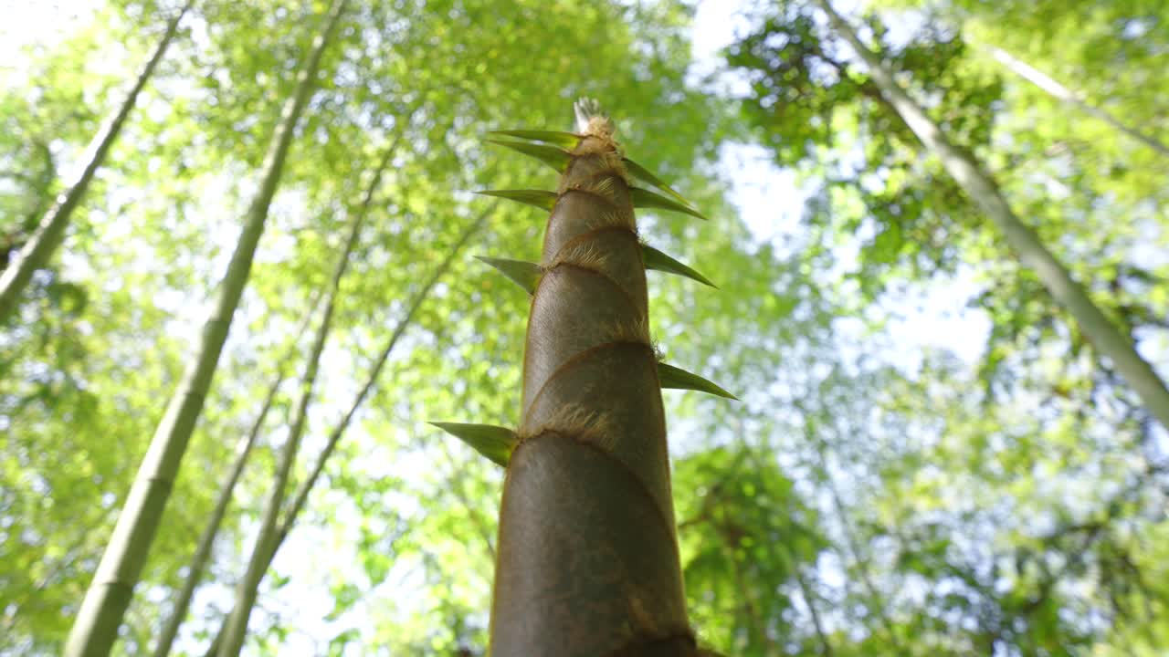 Spring has arrived, and bamboo shoots in the bamboo forest begin to grow rapidly, growing upwards and naturally
