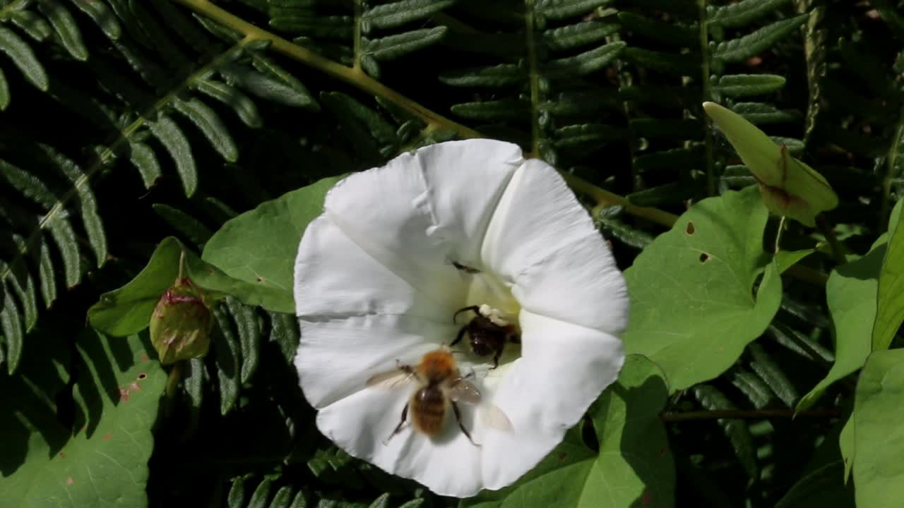 un abejorro visitando una flor de bindweed blanca a finales del verano