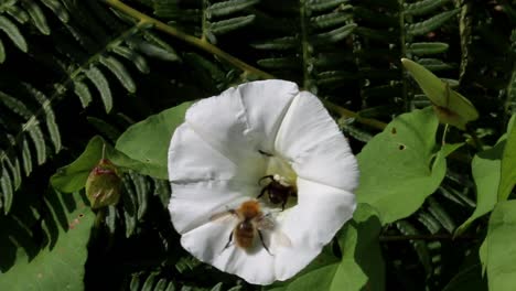 a bumblebee visiting a white bindweed flower in late summer