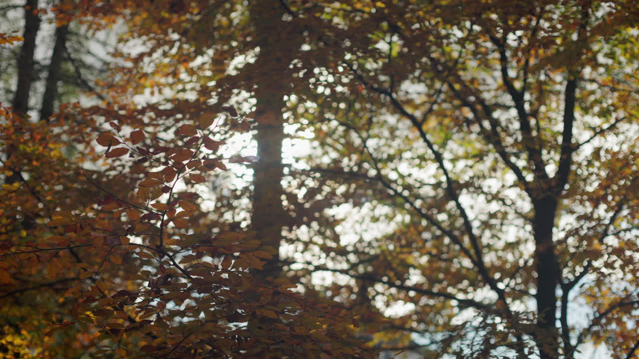 Branches with autumn colored leaves swaying in the breeze on a sunny day