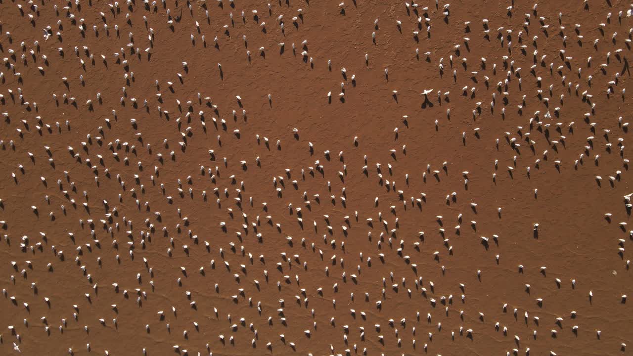 아마존 강 공중에 철새 중대 백로 무리의 도착