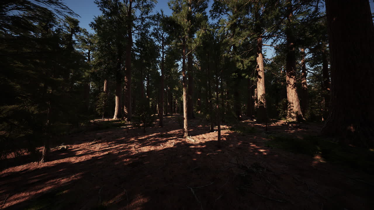 세코이아 국립 공원 에서 땅 위 에  ⁇ 아 있는 거대한 세코이아 나무 들