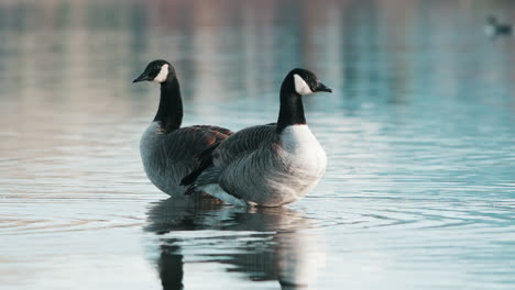 Pair-Of-Canadian-Geese-Standing-In-The-Water-Of-Lake-Hayes-In-Queenstown,-New-Zealand