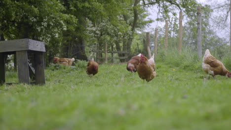 group of chickens walking through lush pasture in 100fps