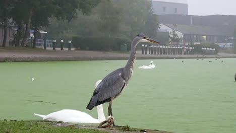 Gemeinsame-Graureiher-Vogeljagd-Als-Schwan-Geht-Am-Grünen,-Nebligen-Flusskanal-Vorbei