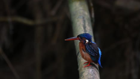 facing to the left preening its front feathers and right wing