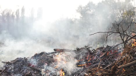 fuego de leona de cerca. ramas ardientes y un árbol. peligro de fuego