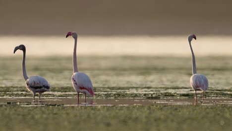 The Greater Flamingos in Sunset ,Preening