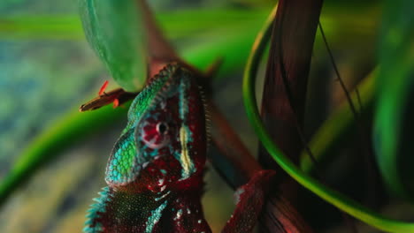 imágenes verticales de camaleón pantera rojo, verde y azul caminando sobre una rama bajo las hojas