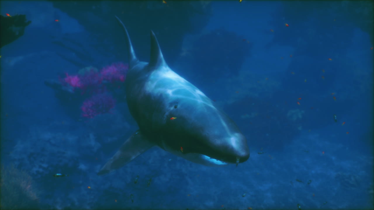 gran tiburón blanco nadando bajo el agua