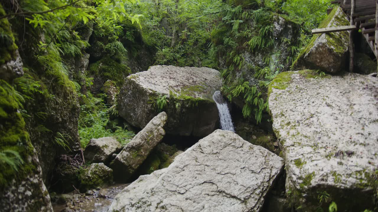 un arroyo rocoso en un bosque exuberante