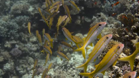 group of fish hanging next to a colorful coral structure in 4k