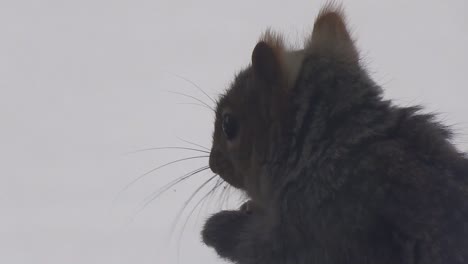 Kleines-Graues-Eichhörnchen,-Das-Auf-Einer-Nuss-Kaut