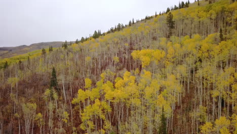 Grand-Mesa-Con-Vistas-A-Grand-Valley,-Colorado,-Colores-De-Otoño,-álamos,-árboles-De-Hoja-Perenne