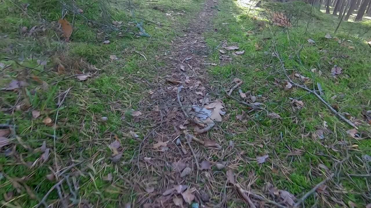 Forest track close by