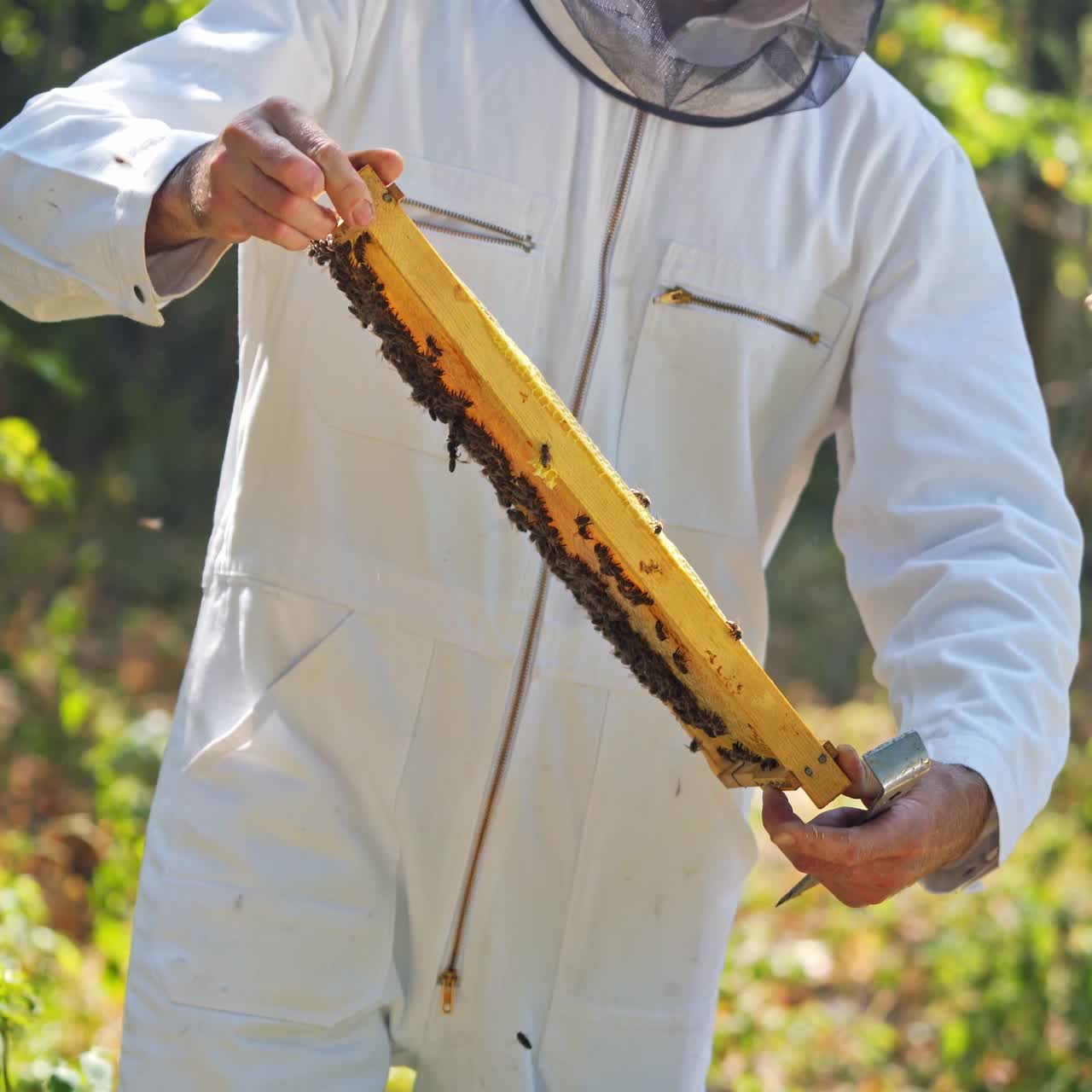 Bees on a frame in apiarist's hands. Beekeeper in white suit inspecting honeycomb among green nature. Apiculture in summer