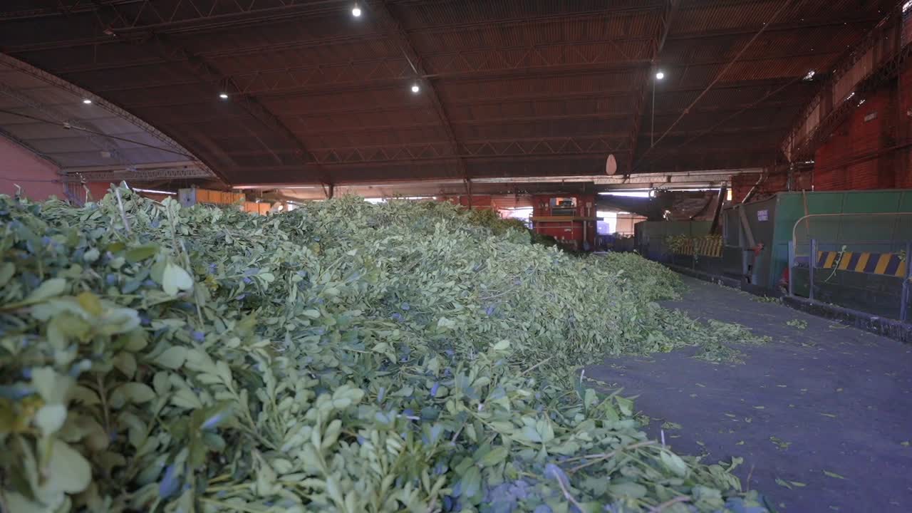 Industrial Yerba Mate Processing Plant, Traditional South American Herbal Production