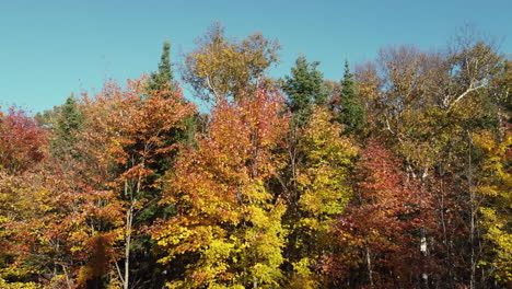 toma aérea de drones que revela un bosque profundo dentro del parque provincial de algonquin durante la temporada de otoño