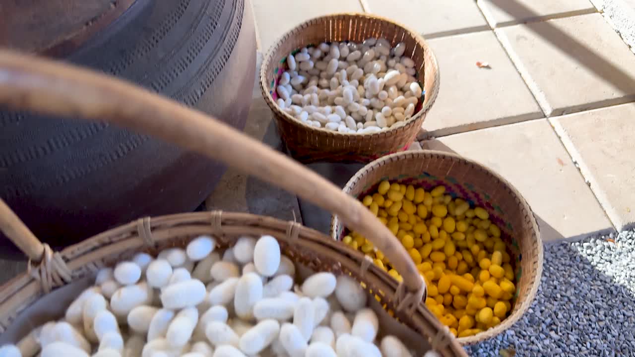 Bozzoli di seta in cesti per la produzione della seta