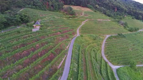 flying over beautiful green grape vine field in schriesheim germany