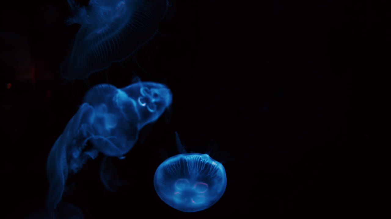 Primo piano di una medusa luna che nuota nell'acqua completamente nera
