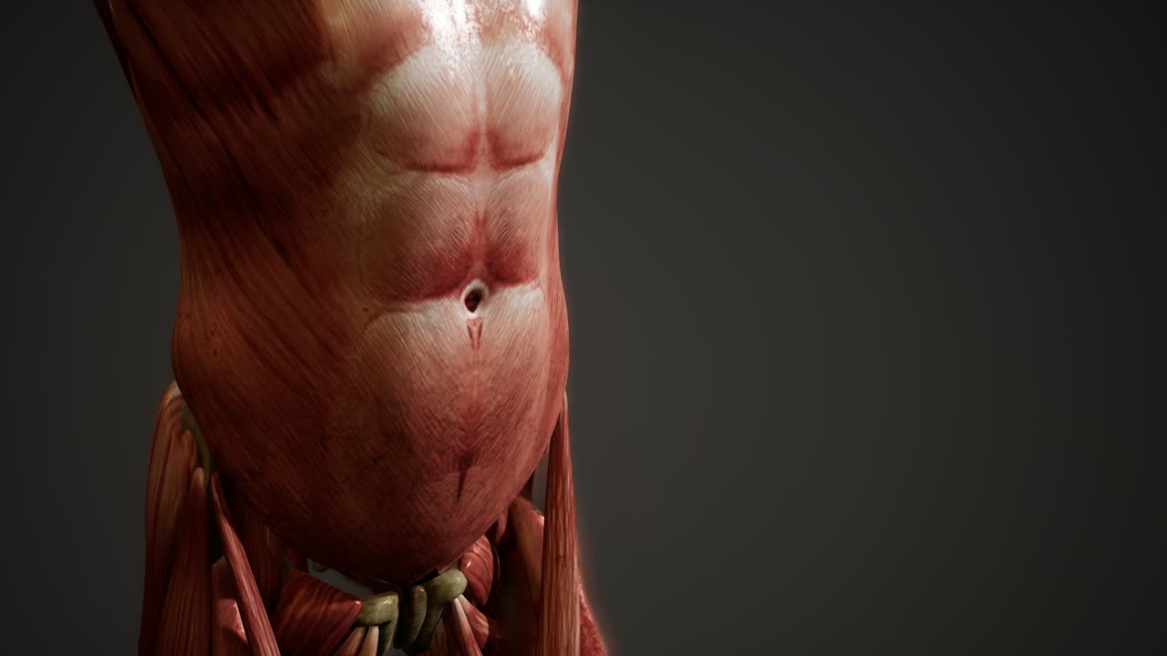 sistema muscular de animación del cuerpo humano