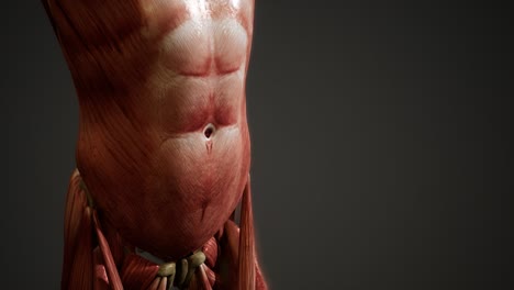 muscular system of human body animation