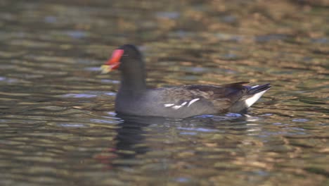 close view of common moorhen swimming and dipping beak in wavy water