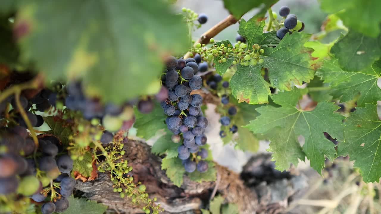 primer plano de las uvas en un viñedo