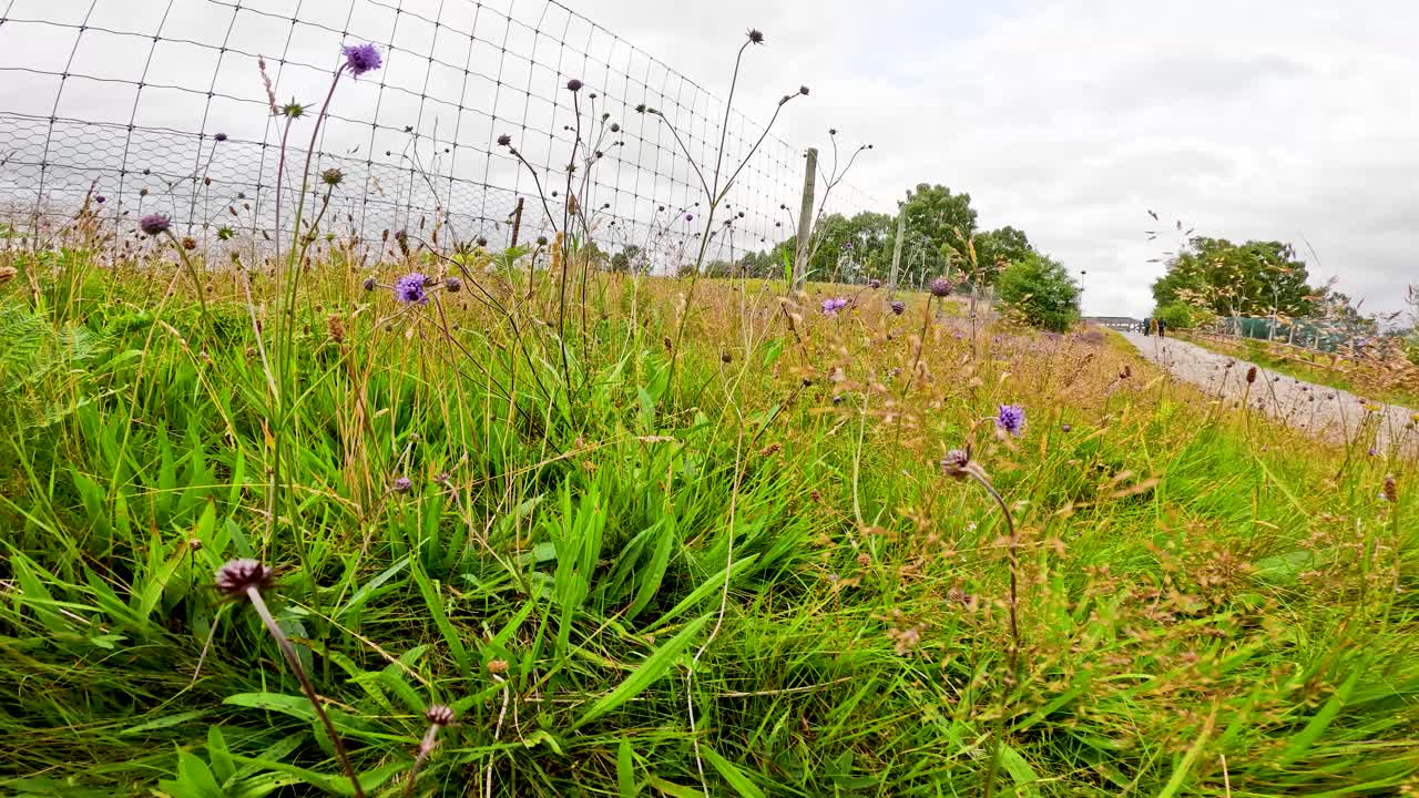 Ground-level camera pans through grassy meadow with wildflowers, overcast daylight, natural landscape setting