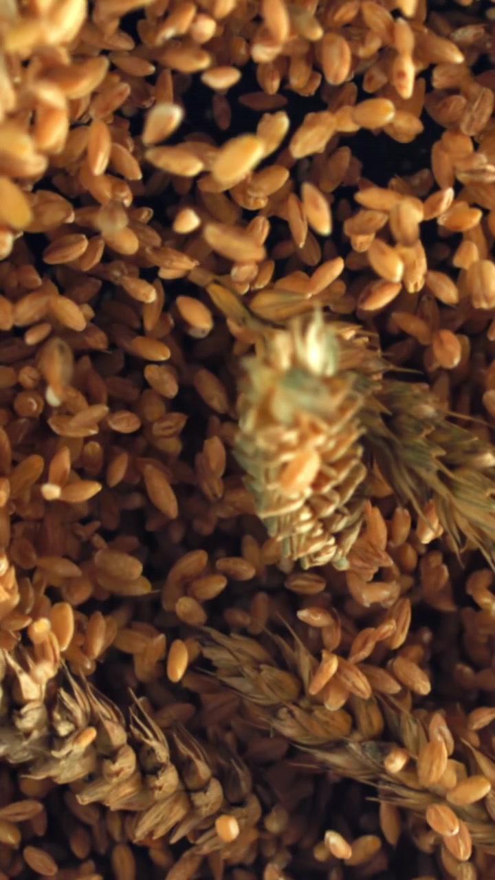 Slow Motion of Golden Wheat Grains Falling with Ears